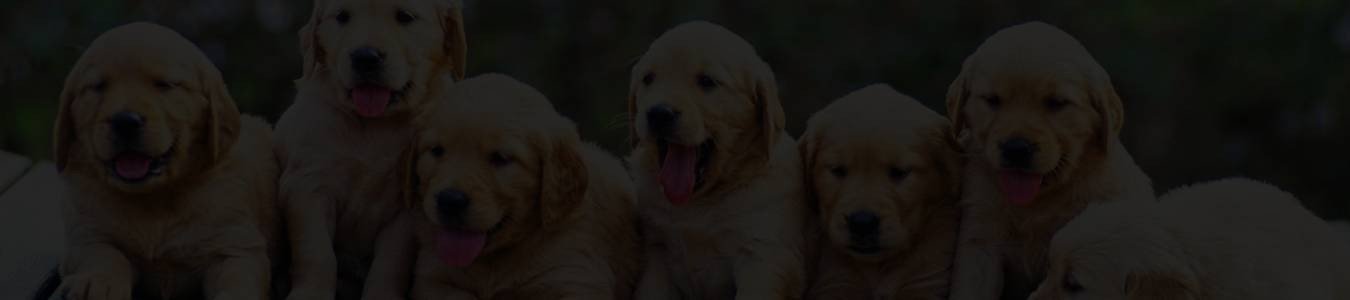 Puppy Verify logo